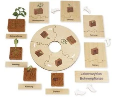 Dėlionė TimeTEX Pupų Gyvenimo ciklas, medinėje dėžutėje, Vokiška versija "Montessori Premium" (TT94755)