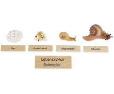 Dėlionė TimeTEX Sraigės Gyvenimo ciklas, medinėje dėžutėje, Vokiška versija "Montessori Premium" (TT94759)