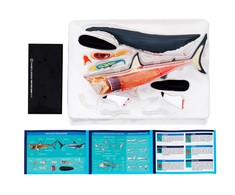 Dėlionė Thames Kosmos Thames &amp; Kosmos edukacinė priemonė - modelis Didžiojo baltojo ryklio anatomija (261110)