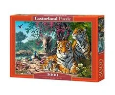 Castorland Dėlionė 3000 vnt. - Tigrai
