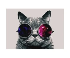 Fototapetai - Katinas su akiniais