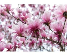 Fototapetai - Magnolijų dvelksmas