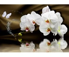 Fototapetai - Orchidėjos gurkšnis