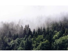 Fototapetai - Rūkas miške
