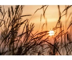 Fototapetai - Saulėlydis tarp smilgų