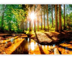 Fototapetai - Stebuklingas miškas