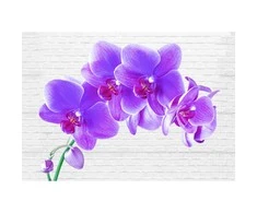 Fototapetai - Užburiančios orchidėjos