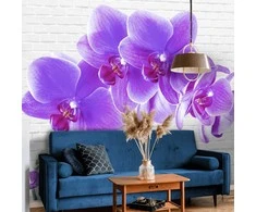 Fototapetai - Užburiančios orchidėjos