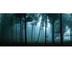 Fototapetai Žydras miško rūkas