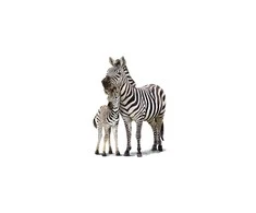 Interjero lipdukas Zebrai 50x70cm