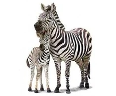 Interjero lipdukas Zebrai 50x70cm