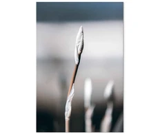 Paveikslas Botaninins minimalizmas