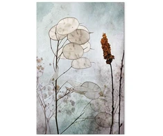 Paveikslas Lunaria vaisiai