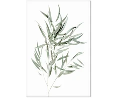Paveikslas Nicholia eukaliptas