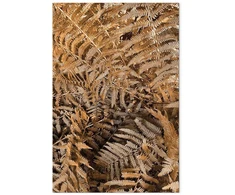 Paveikslas Paslaptingas papartis