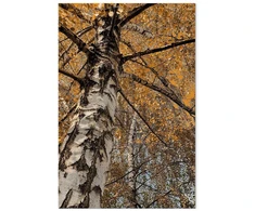 Paveikslas Rudens spalvos
