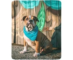 Pledas Stilingas anglų buldogo šuniukas