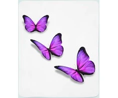 Pledas Violetinis drugelis