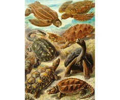 Cenega Puzzle Good Loot Imagination - Ernst Haeckel: Sea Turtles 1000 pc(s)