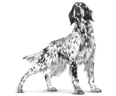 ROYAL CANIN Virškinimo trakto daug skaidulų turintis šlapias šunų ėdalas VHN 200 g