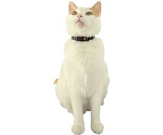 ZOLUX Chatouille juodas - cat collar
