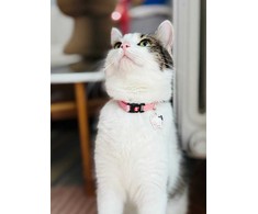 ZOLUX Chatouille rožinė - cat collar