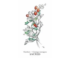 Llewellyn Hedgewitch Botanical Oracle Kortos