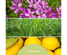 Home Fragrance 100 ml LEMON GRASS MILLEFIORI