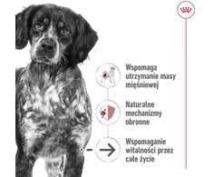 ROYAL CANIN SHN vidutinio brandinimo skardinė 410 g