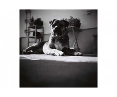 Lomographische Ag LOMOGRAPHY EARL Pilkas B&amp;W 100 ISO 3 PCS 120 FILM