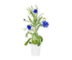 Click and Grow 3 vnt. papildymas - geltonieji pomidorai