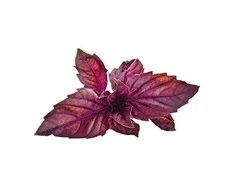 Click &amp; Grow sėklos išmaniajam vazonui - Violetinis bazilikas, 3vnt.