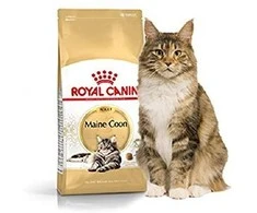 FBN Cat Maine Coon 4kg