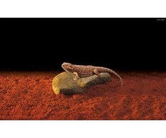 Hagen EXOTERRA – Šildomas akmuo L 31X18Cm 15W – (2004 m. 225)