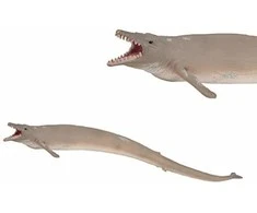 Collecta žuvis Basilosaurus XL, 88797