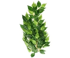 Exoterra - Fikusas M - Žalias