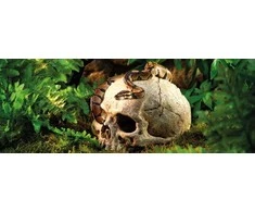 Exo Terra EXOTERRA - Cave Skull - (222.2055)