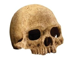 Exo Terra EXOTERRA - Cave Skull - (222.2055)