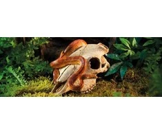 Exo Terra EXOTERRA - Cave Buffalo Skull - (222.2057)