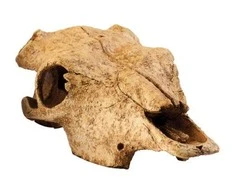 Exo Terra EXOTERRA - Cave Buffalo Skull - (222.2057)