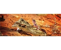 Exo Terra Hagen