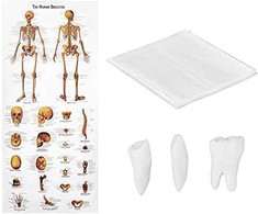 Physa Anatominis žmogaus skeleto modelis 176 cm + Anatominis plakatas