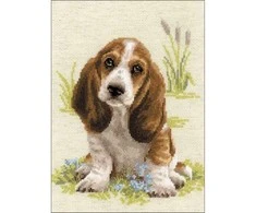 Riolis Basset Hound šuniukas 1578