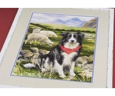 Border Collie siuvinėjimo rinkinys iš RIOLIS Nr.: 1767
