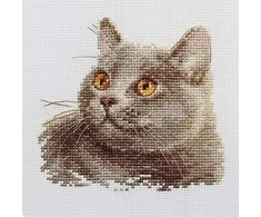 Alisa Beldizart Britų katė S0-134