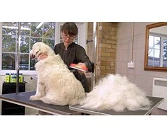 Šukos Furminator Dog deShedding M trumpaplaukiams šunims 24 YA