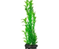 Tetra DecoArt augalas L Hygrophila