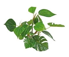 Croci AMTRA ANUBIAS plastikinis augalas 20cm