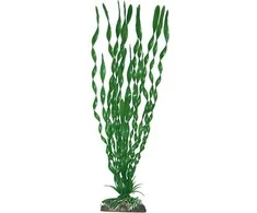 AMTRA VALISNERIA augalas mažas 13cm 1vnt