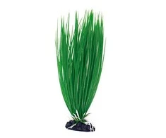 Croci AMTRA ACORUS plastmasinis augalas vidutinis 17cm 1vnt